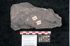Foto (Objekt + Etikett) von Stigmaria ficoides Brongniart (NHMW-GEO-2024-0188-11119)